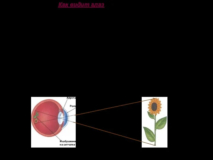Как видит глаз Роговица фокусирует свет от предмета, и на сетчатке