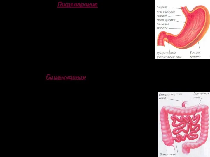 Пищеварение Для нормальной жизнедеятельности любого живого организма ему необходим источник энергии.