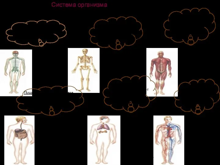 Система организма В теле человека 12 главных систем. Каждая из них