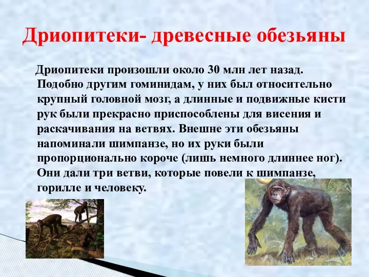 Дриопитеки произошли около 30 млн лет назад. Подобно другим гоминидам, у