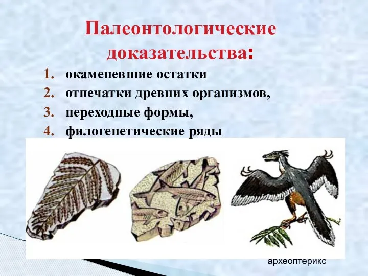 окаменевшие остатки отпечатки древних организмов, переходные формы, филогенетические ряды археоптерикс Палеонтологические доказательства: