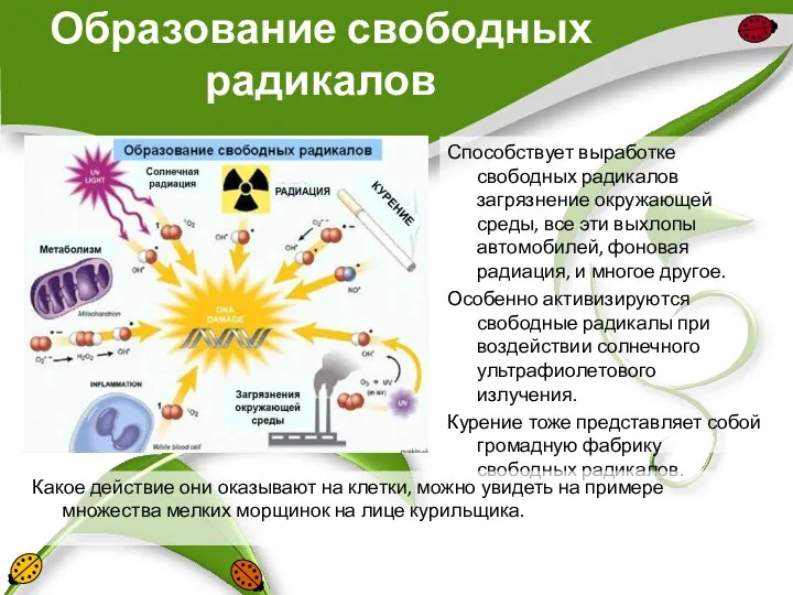 Образование свободных радикалов Способствует выработке свободных радикалов загрязнение окружающей среды, все