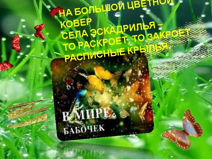 НА БОЛЬШОЙ ЦВЕТНОЙ КОВЕР СЕЛА ЭСКАДРИЛЬЯ – ТО РАСКРОЕТ, ТО ЗАКРОЕТ РАСПИСНЫЕ КРЫЛЬЯ.