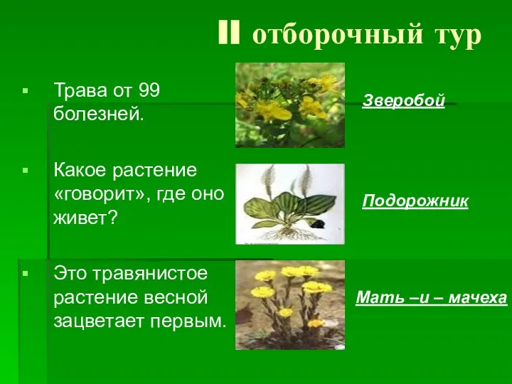 II отборочный тур Трава от 99 болезней. Какое растение «говорит», где