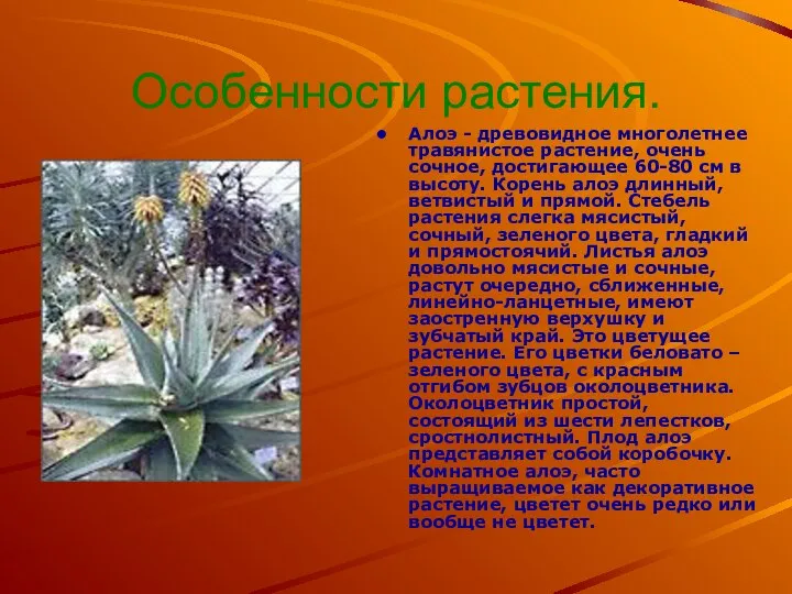 Особенности растения. Алоэ - древовидное многолетнее травянистое растение, очень сочное, достигающее