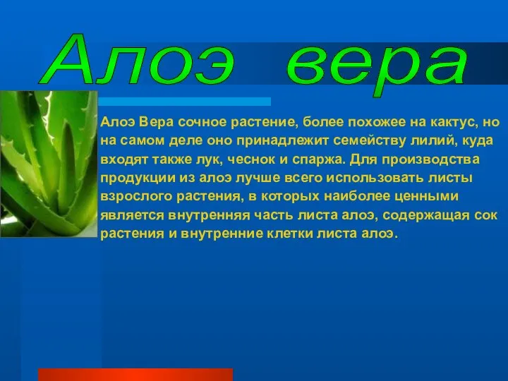 Алоэ Вера сочное растение, более похожее на кактус, но на самом