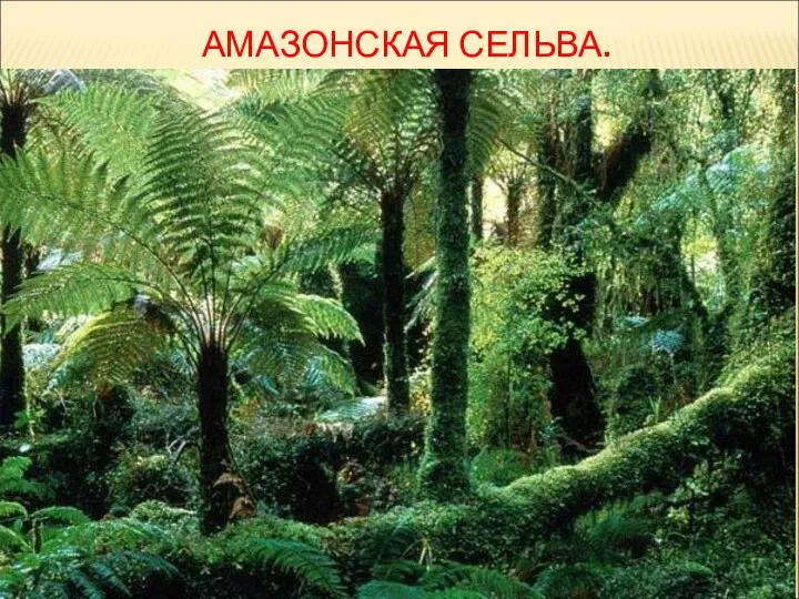 АМАЗОНСКАЯ СЕЛЬВА.