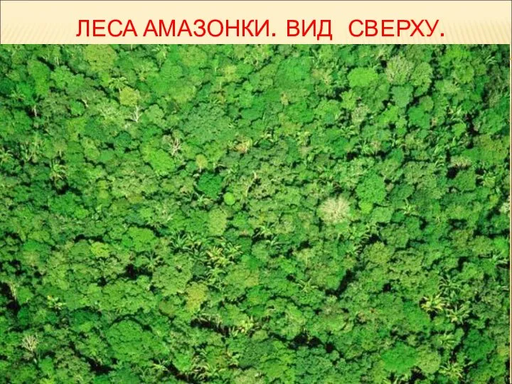 ЛЕСА АМАЗОНКИ. ВИД СВЕРХУ.