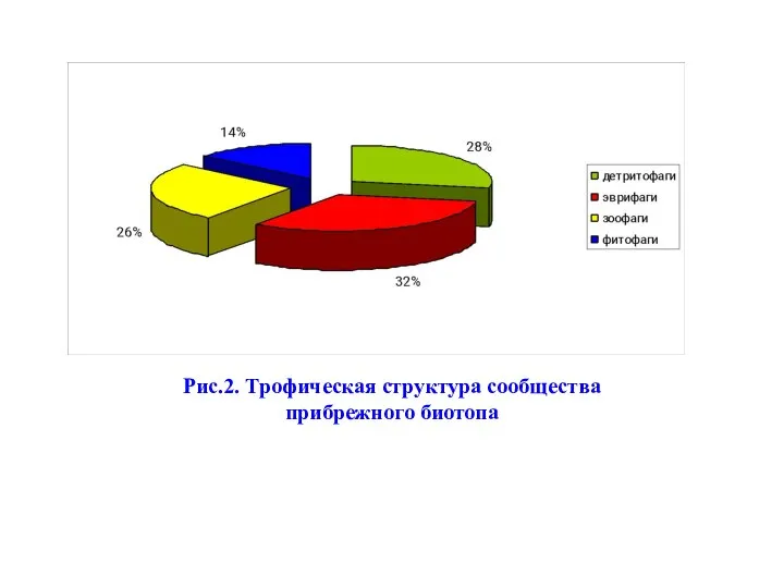 Рис.2. Трофическая структура сообщества прибрежного биотопа