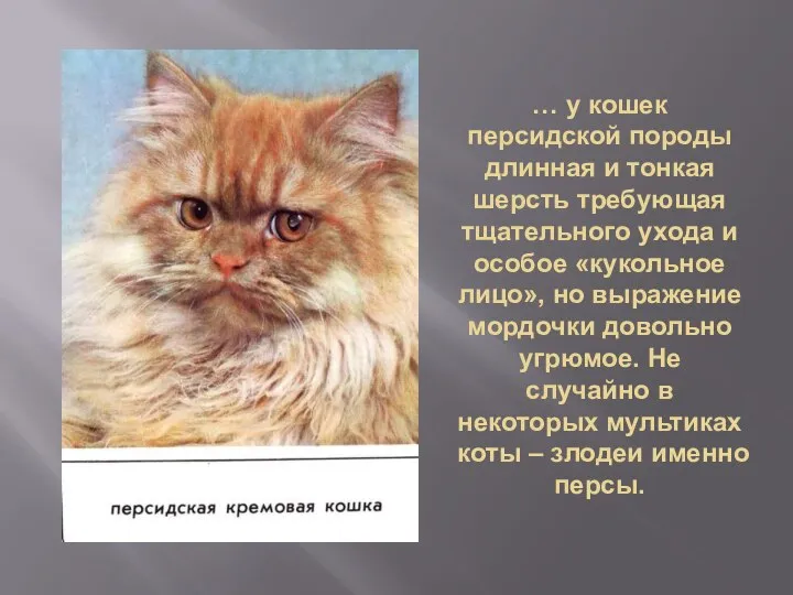 … у кошек персидской породы длинная и тонкая шерсть требующая тщательного