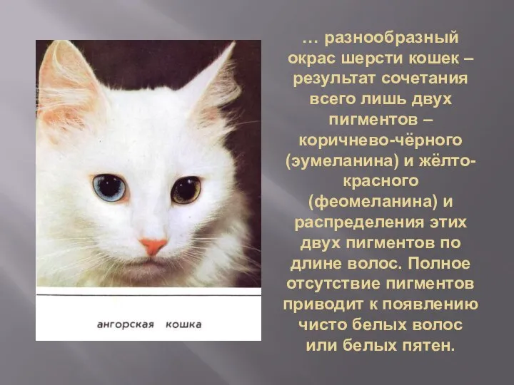 … разнообразный окрас шерсти кошек – результат сочетания всего лишь двух