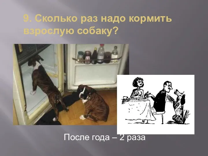 9. Сколько раз надо кормить взрослую собаку? После года – 2 раза