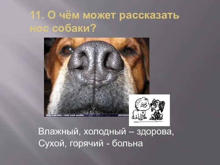 11. О чём может рассказать нос собаки? Влажный, холодный – здорова, Сухой, горячий - больна