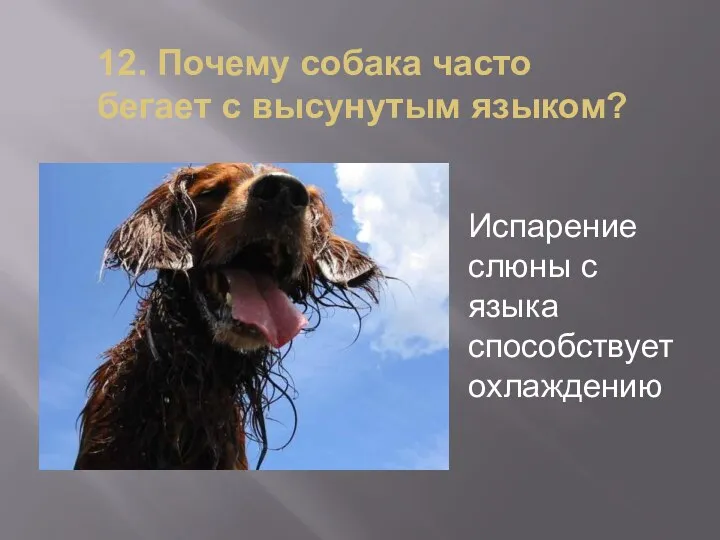 12. Почему собака часто бегает с высунутым языком? Испарение слюны с языка способствует охлаждению