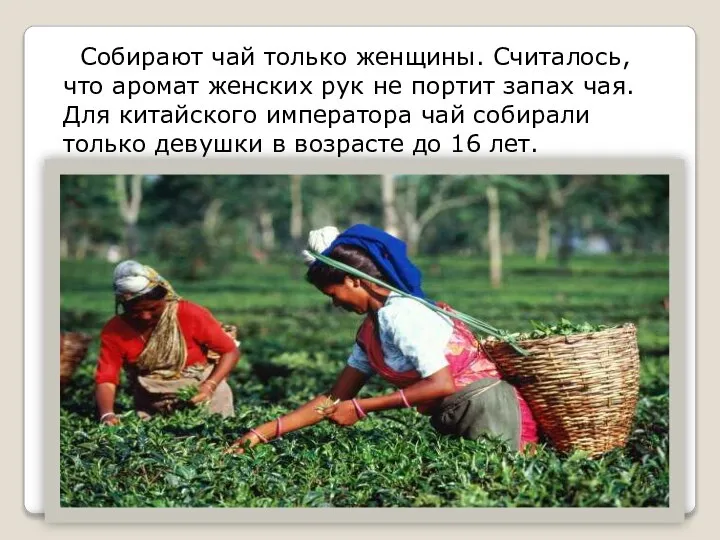 Собирают чай только женщины. Считалось, что аромат женских рук не портит