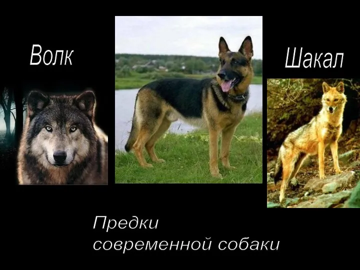 Волк Шакал Предки современной собаки