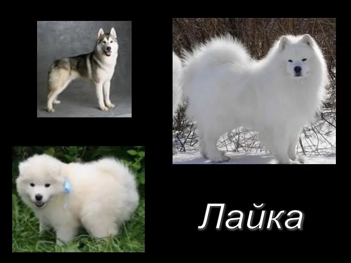 Лайка