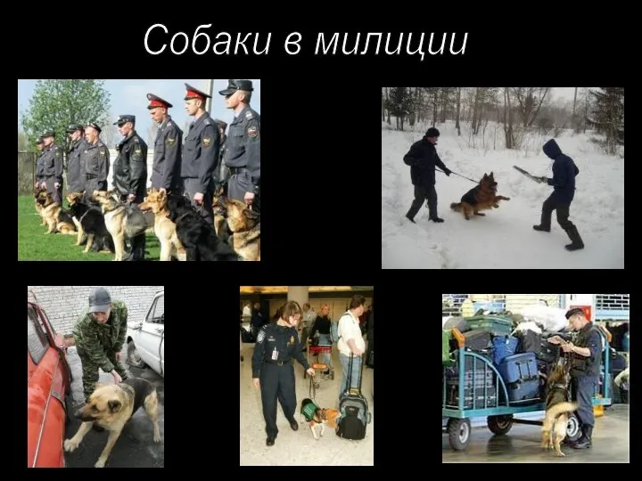 Собаки в милиции