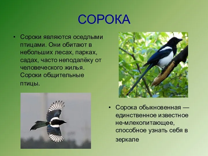 СОРОКА Сороки являются оседлыми птицами. Они обитают в небольших лесах, парках,