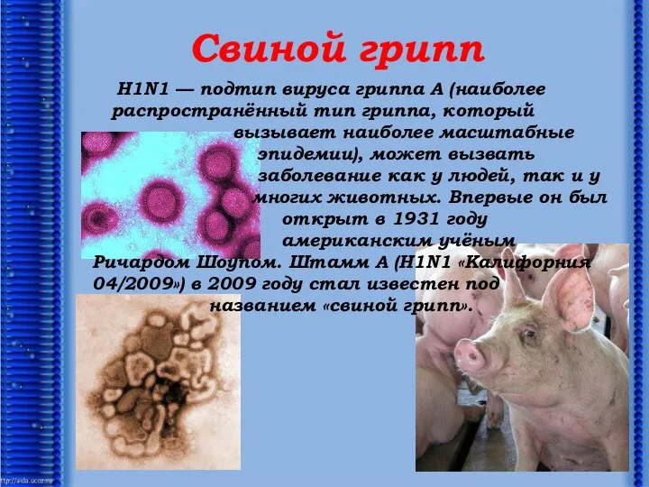 Свиной грипп H1N1 — подтип вируса гриппа А (наиболее распространённый тип