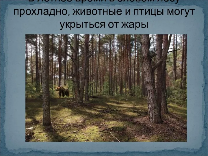 В летнее время в еловом лесу прохладно, животные и птицы могут укрыться от жары