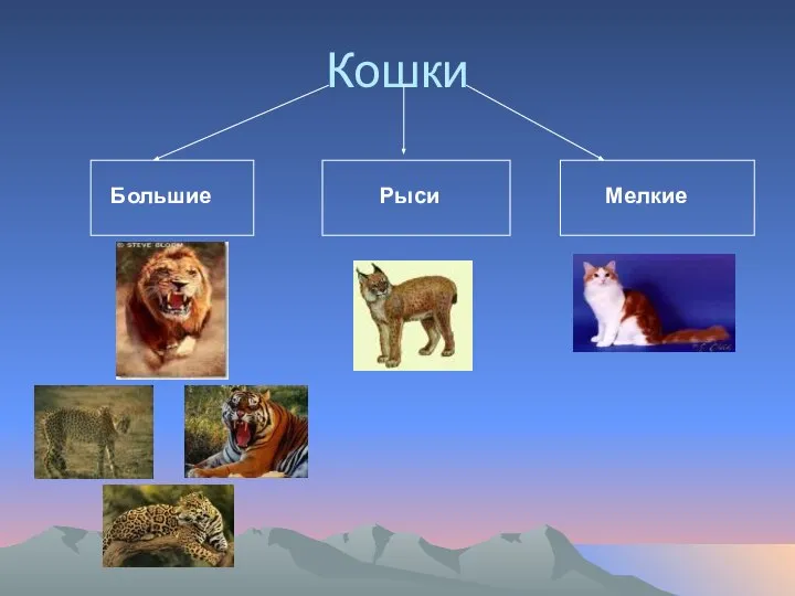 Кошки Большие Рыси Мелкие