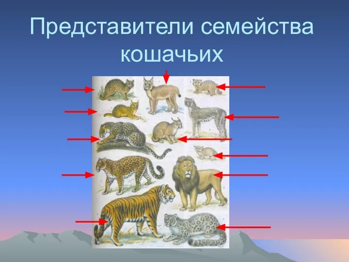 Представители семейства кошачьих