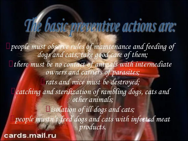 people must observe rules of maintenance and feeding of dogs and