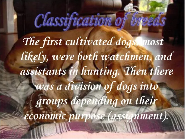 The first cultivated dogs, most likely, were both watchmen, and assistants