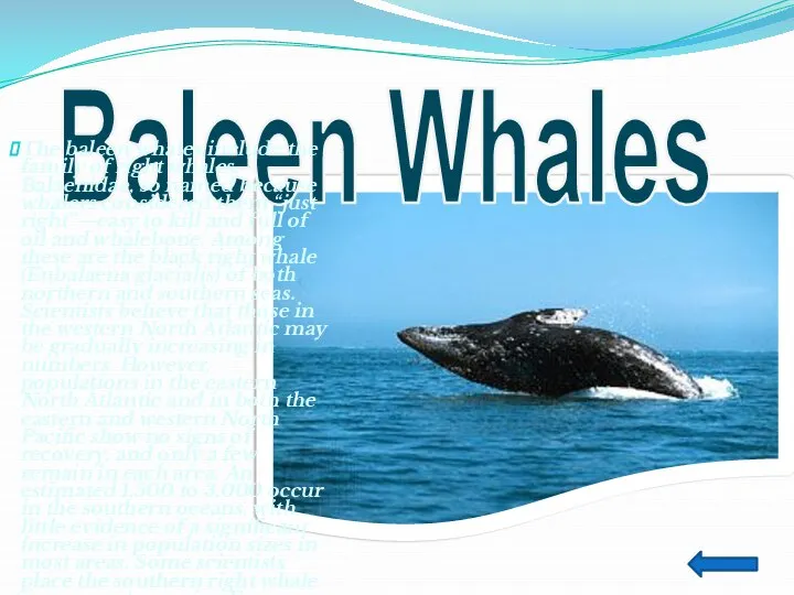 Baleen Whales The baleen whales include the family of right whales,