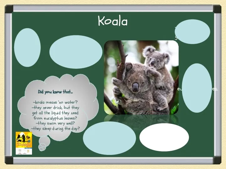 Koala They have got grey fur. They have got short, strong