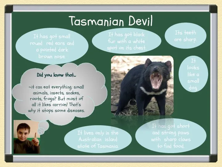 Tasmanian Devil It has got small round red ears and a