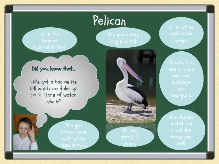 Pelican Did you know that… ~it’s got a bag on its