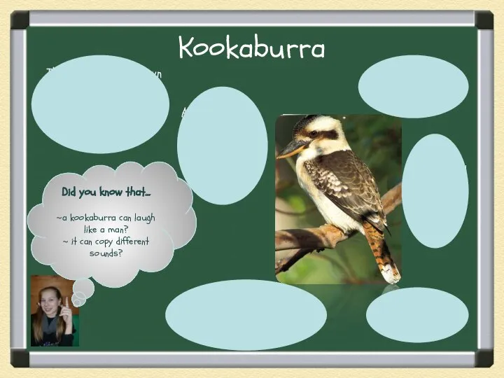 Kookaburra They have got a big head and a short neck.