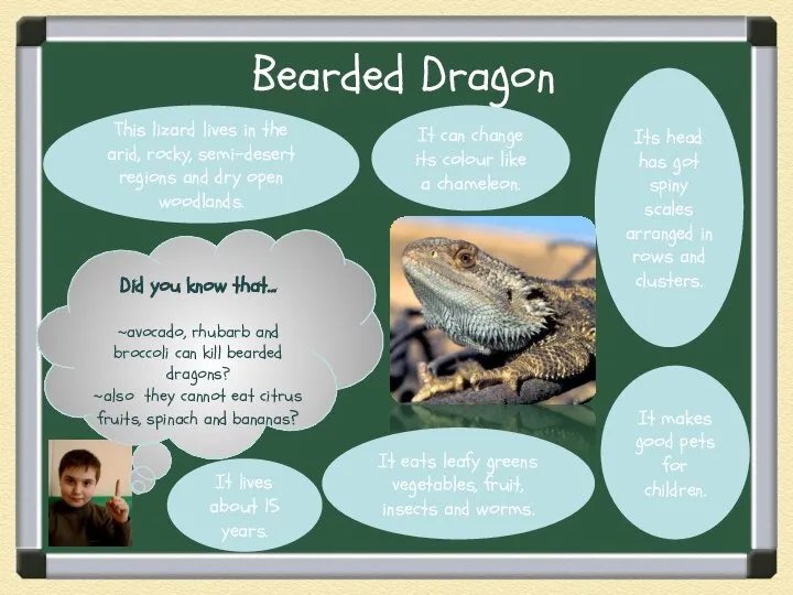 Bearded Dragon Did you know that… ~avocado, rhubarb and broccoli can