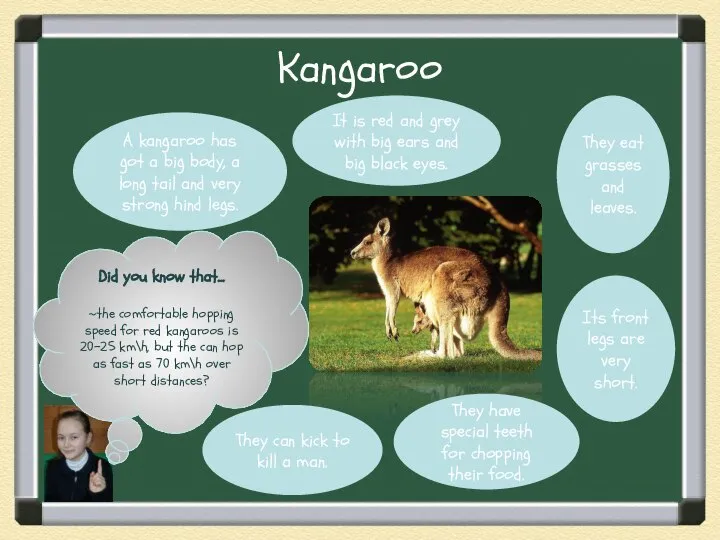 Kangaroo Did you know that… ~the comfortable hopping speed for red