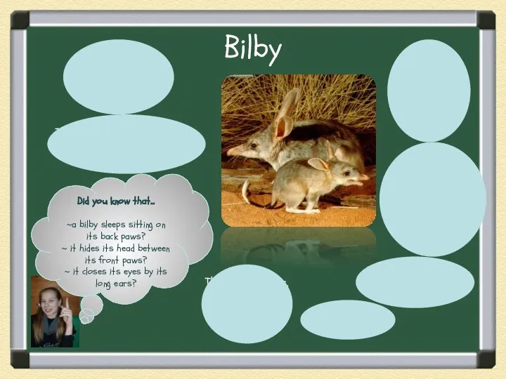 Bilby They have got long grey and blue fur. They live