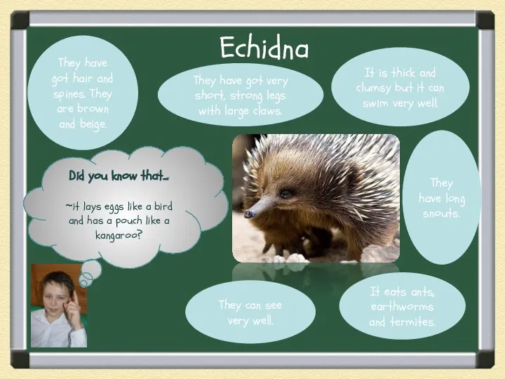 Echidna Did you know that… ~it lays eggs like a bird