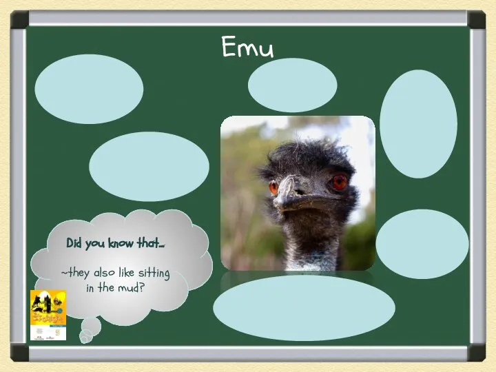 Emu Did you know that… ~they also like sitting in the