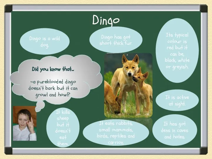 Dingo Did you know that… ~a pureblooded dingo doesn’t bark but