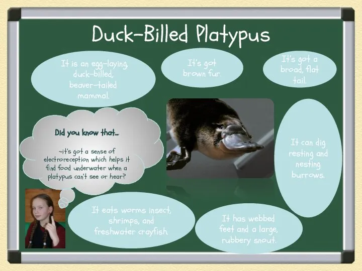 Duck-Billed Platypus Did you know that… ~it’s got a sense of