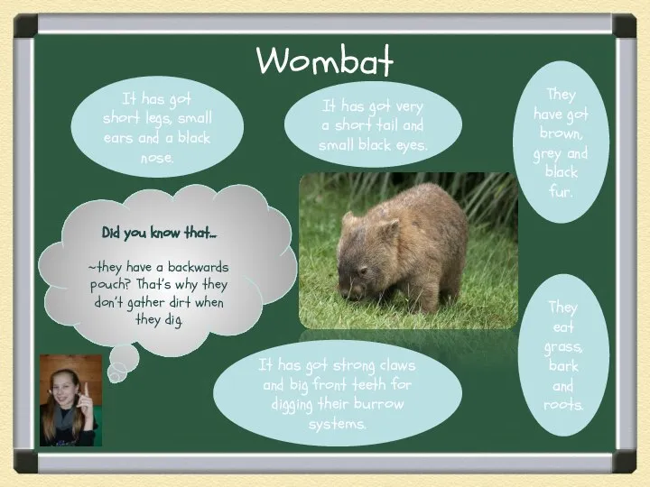 Wombat Did you know that… ~they have a backwards pouch? That’s