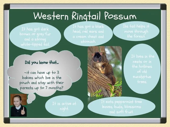 Western Ringtail Possum Did you know that… ~it can have up