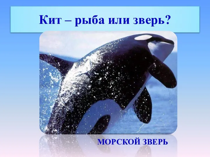 Кит – рыба или зверь? МОРСКОЙ ЗВЕРЬ