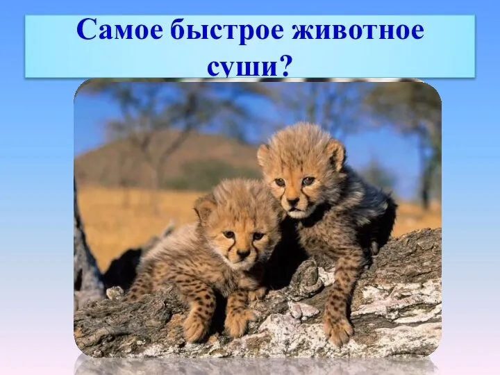 Самое быстрое животное суши?