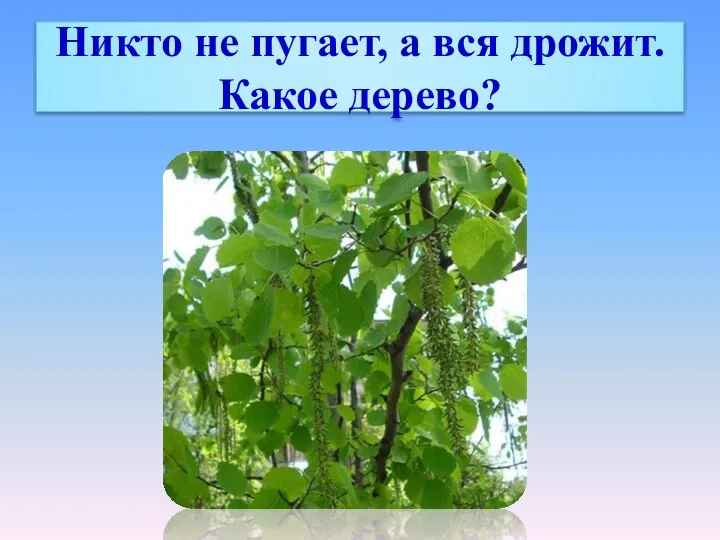 Никто не пугает, а вся дрожит. Какое дерево?