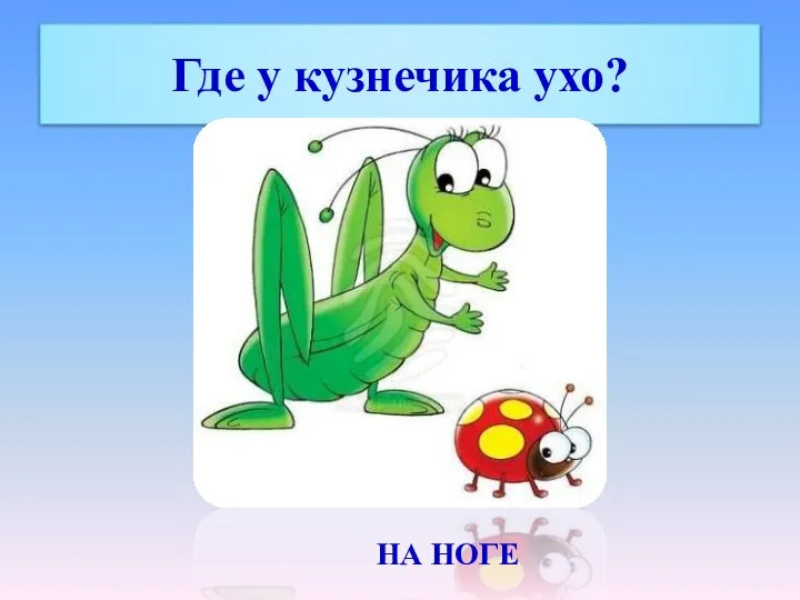 Где у кузнечика ухо? НА НОГЕ