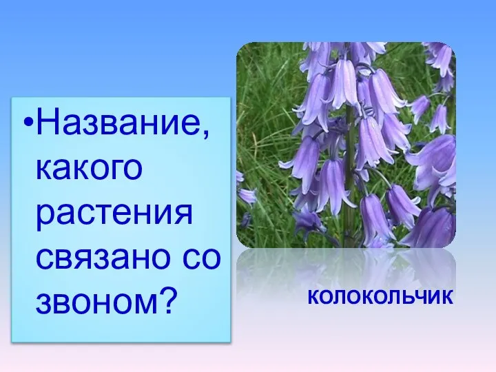 Название, какого растения связано со звоном? КОЛОКОЛЬЧИК