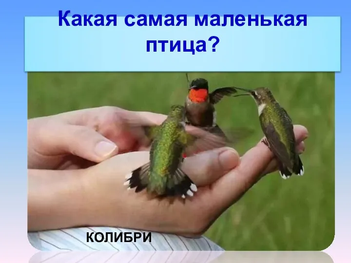 Какая самая маленькая птица? КОЛИБРИ