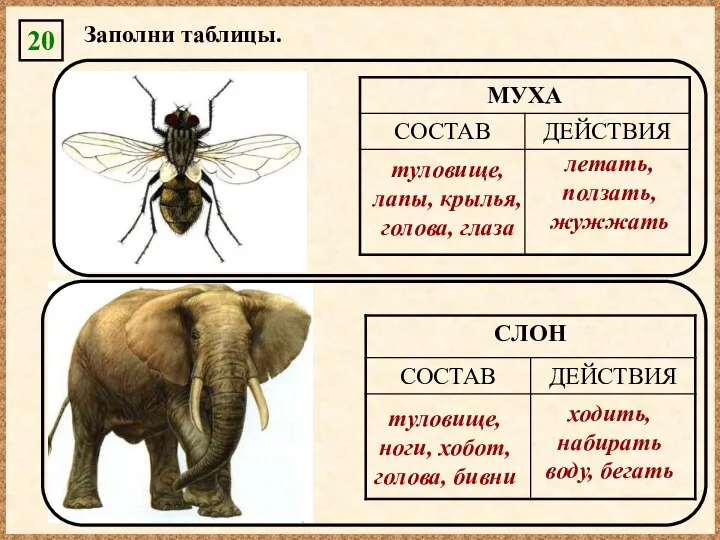 20 Заполни таблицы. летать, ползать, жужжать ходить, набирать воду, бегать туловище,